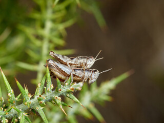 Common Maquis Grasshopper. Pezotettix giornae. 