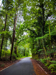 road in the forest