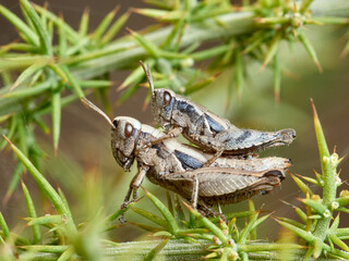 Common Maquis Grasshopper. Pezotettix giornae. 