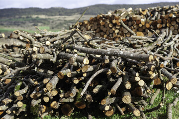 Cut trees in the forest