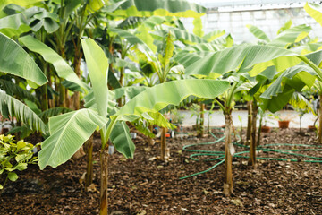 Banana tree with green bananas. 