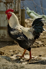 Russia. Northwest Dagestan. A rooster of the Zagorskaya salmon breed in the courtyard of a high-mountain village of the Caucasus.