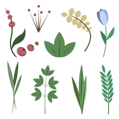 A set of natural elements of grass,leaves,flower isolated on a white background.Vector herbal collection for postcard designs,textiles.