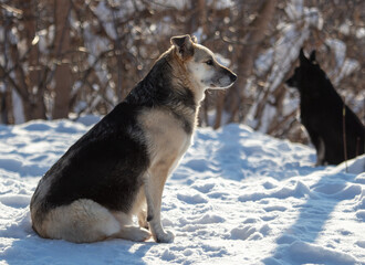 Portrait of a dog in the snow.