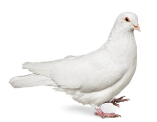 One  white Dove