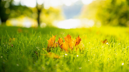 Fallen yellow leaves on the grass under the bright autumn sun