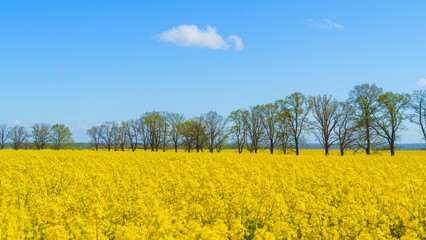 field of blooming yellow rapeseed on a sunny day