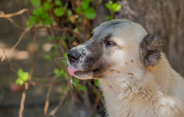 Large dog breed Alabai close-up.