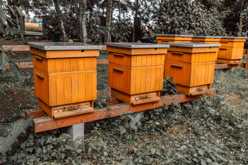 Hives in an apiary with bees flying to the landing boards. Apiculture. 