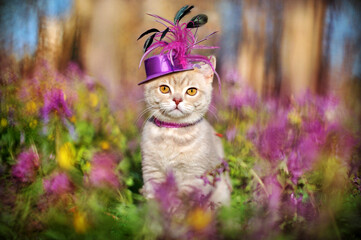 Portrait of a kitten wearing hat at the spring primroses meadow