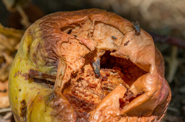 Rotten spoiled apples lying on the ground. The worm crawls over the apple.