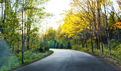 Empty road in the autumn forest