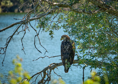 American Eagle "Eaglet" waiting for dinner to swim by in Chitina Alaska