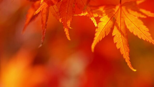 Super slow motion of falling autumn maple leaves against clear blue sky. Filmed on high speed cinema camera, 1000 fps.