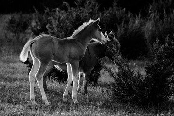 Young foal colt horse in Texas landscape for portrait in black and white in spring season on farm.
