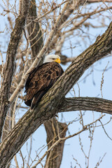 Bald Eagle Perched on Branch during Winter