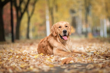 Portrait of a beautiful purebred golden retriever in the park on fallen leaves.