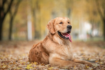 Portrait of a beautiful purebred golden retriever in the park on fallen leaves.