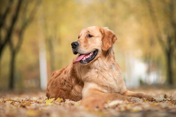 Portrait of a beautiful purebred golden retriever in the park on fallen leaves.