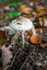 Puszcza Barlinecka jesienią. Piękna wilgotna i słoneczna pogoda sprzyja rozwojowi grzybów i płazów. Zdjęcia makro. Barlinek, Zachodniopomorskie, Polska