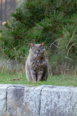 松と野良猫