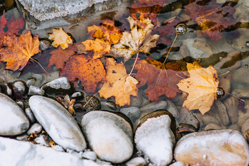Large red, yellow maple leaves and stones lie in the water after rain in autumn. Photography, background, top view.