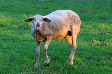 A herd of goats and rams is grazing in a forest clearing.
