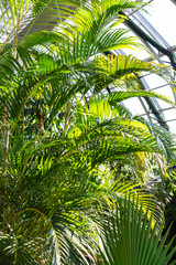 Ecosystem in winter garden. Magnificent rainforest with big tropical palm leaves in the conservatory with large panoramic windows. 