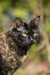 Portret of a turtle-colored cat with green eyes on garden background. Vertical frame. Latvija. High quality photo