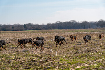Hunting dogs