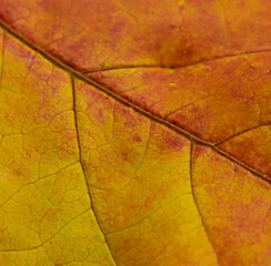 autum leave background, red, orange color gradient. Background for invitation card, calendar, postcard, gift paper, wallpaper copy space retro vintage pattern. Banner, cover, mockup, for your design