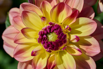 Heart of a dahlia flower, green, pink and yellow, close-up