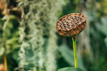 Natural dried lotus seed pods, tropical flowers dry