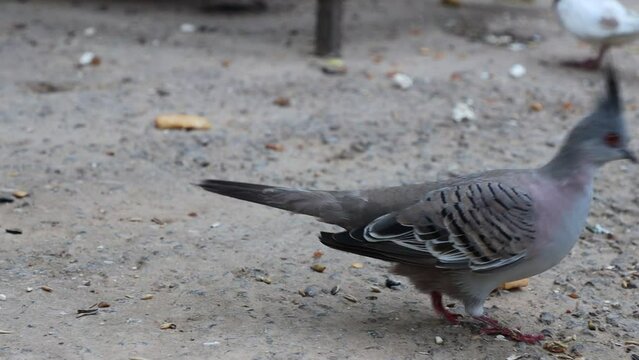 crested pigeon, Ocyphaps lophotes is most beautiful pigeon perching on ground