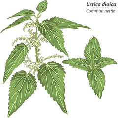Urtica dioica plant