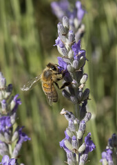 Abeille sur une fleur de lavande