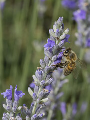 Abeille sur une fleur de lavande