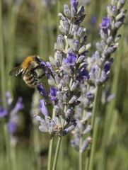 Abeille sur une fleur de lavande