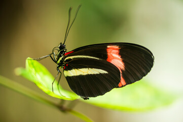 The red postman_heliconius erato
