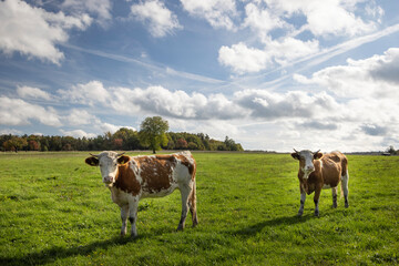 Fototapeta na wymiar cows on a meadow scenery with blue sky an clouds