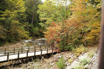 autumn in the forest