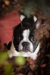 Photo of amazing jung boy french buldog. he is sitting in the nature.