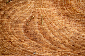 Texture de bois, intérieur d'un tronc d'arbre	