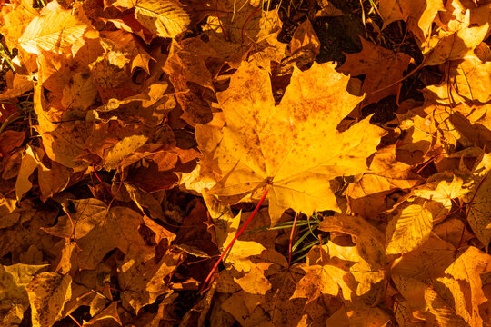 herbstliches Ahornblatt umgeben von Laub