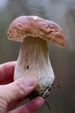 Trzymany w dłoni borowik szlachetny, prawdziwek, wysyp grzyb&oacute;w w jesiennym lesie.