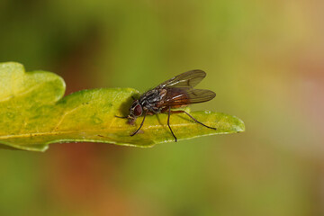 Closeup female fly, Phaonia subventa of the family House flies, Muscidae. On an autumn leaf. Faded Dutch garden, October, Netherlands