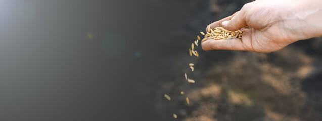 Close-up woman's hand planting winter oats in the field. Planting winter crops. World hunger concept. Banner - obrazy, fototapety, plakaty