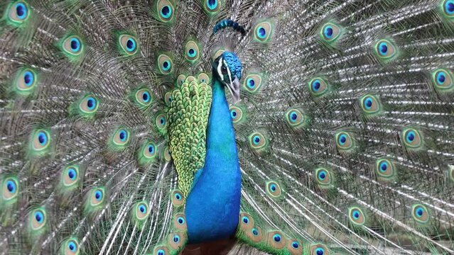 Close Up Peacock dancing / Close-up large male peacock is dancing. Full Plumage of feathers on display