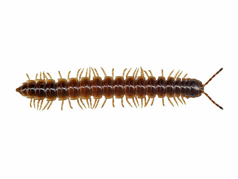 top view of a greenhouse millipede, Oxidus gracilis, isolated on white background