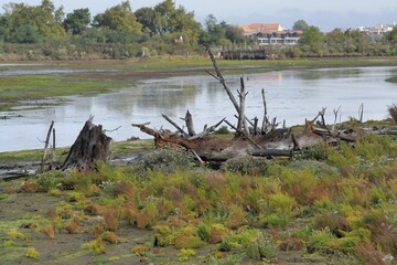 Paysage du bassin d'Arcachon en Gironde